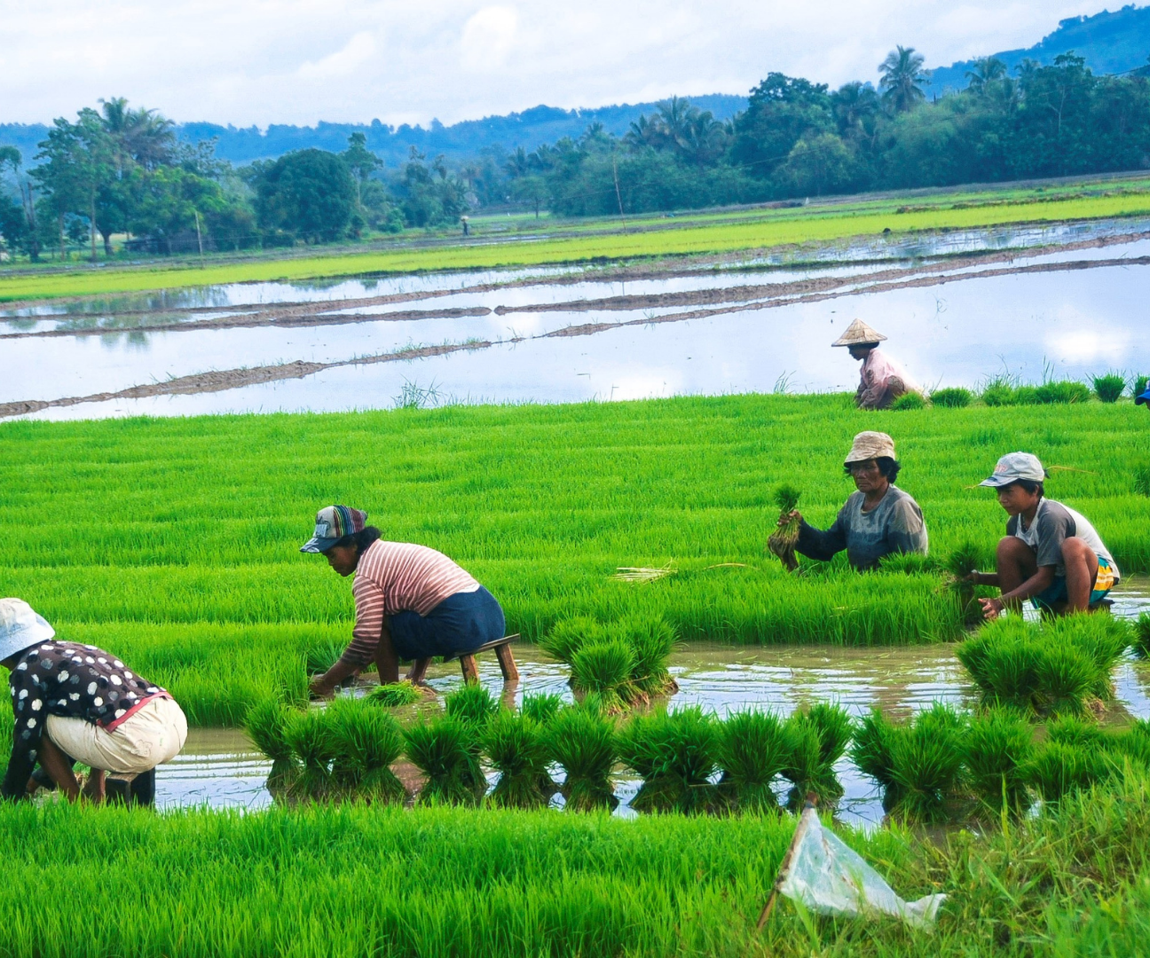 Farmers working in the field. (GMA News, n.d.)